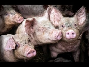 Happy as Pigs in Mud - Lynne Corcoran